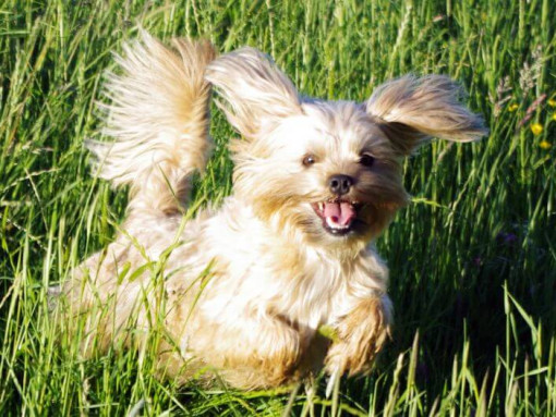small fluffy dog running in high grass