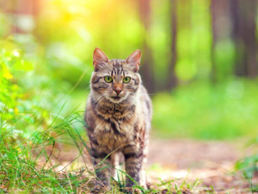 Siberian Forest cat is walking in the wood