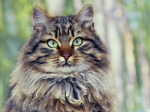 Siberian Forest cat is standing near to wood
