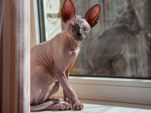 Sphynx cat is standing on a windowsill