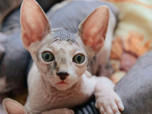 Sphynx cats are having a nap on the sofa