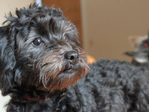 Black Yorkie Poo dog walking