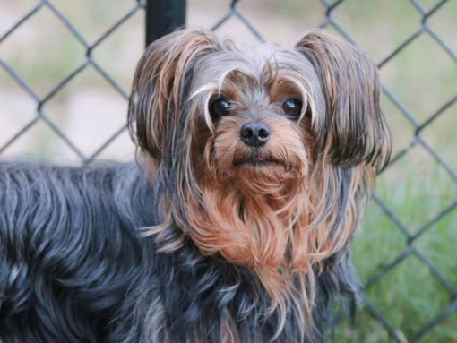 Yorkie Poo dog walking outside