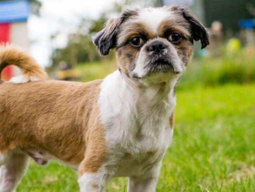 small dog standing on grass