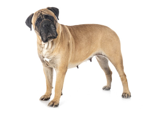 Mastiff Mobile