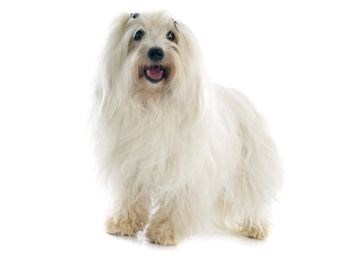 Coton De Tulear