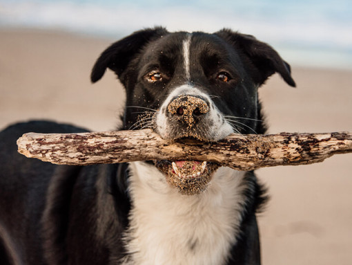 Borador carrying a stick