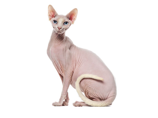 Sphynx