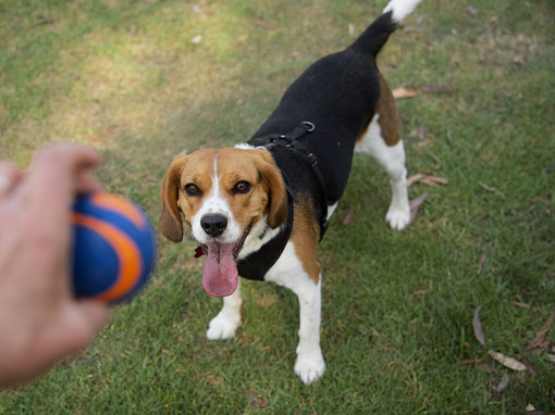 Beaglier 