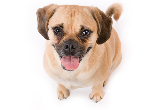 Puggle