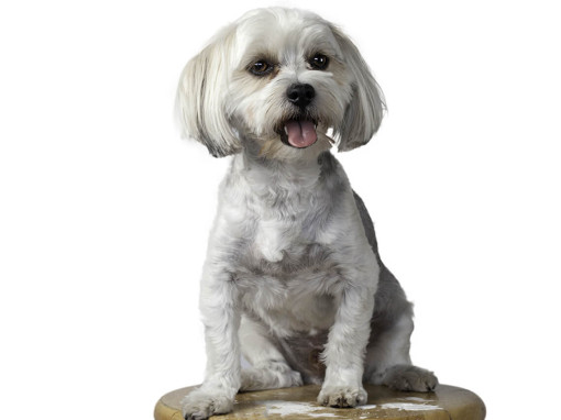 Morkie