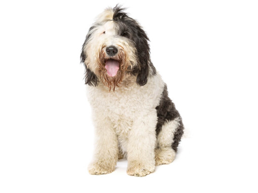Sheepadoodle