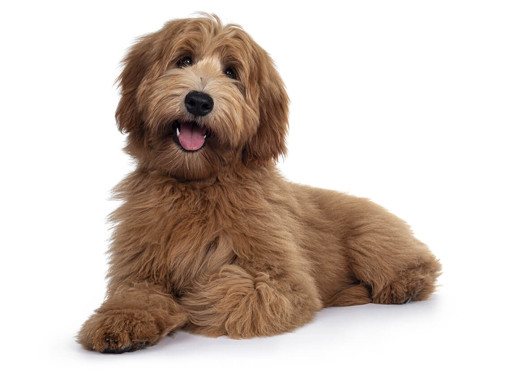 Labradoodle