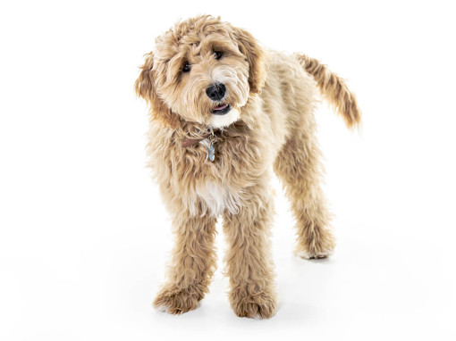 Goldendoodle