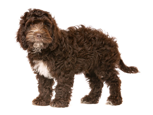 Cockapoo