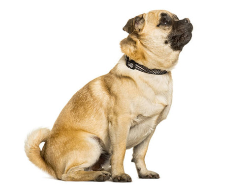 Chug dog sitting sideways