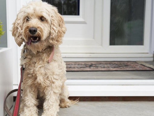 Cockapoo outside of house