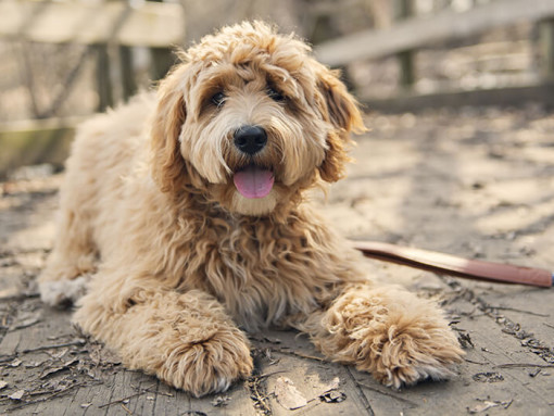 Goldendoodle laying down