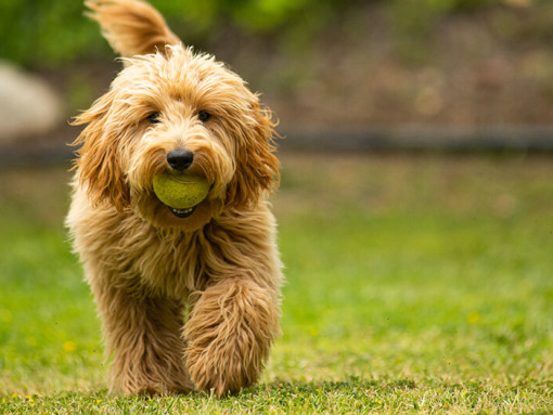 Goldendoodle running with ball