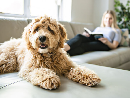 Labradoodle on sofa with owner