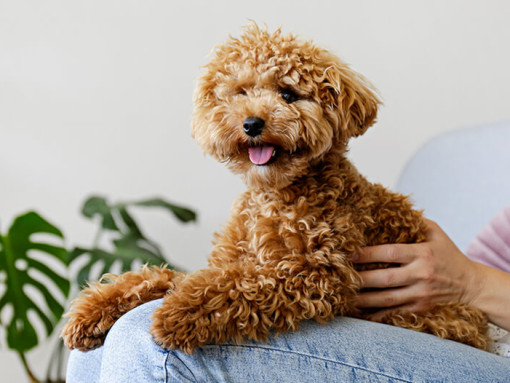 Maltipoo sitting on owner's lap