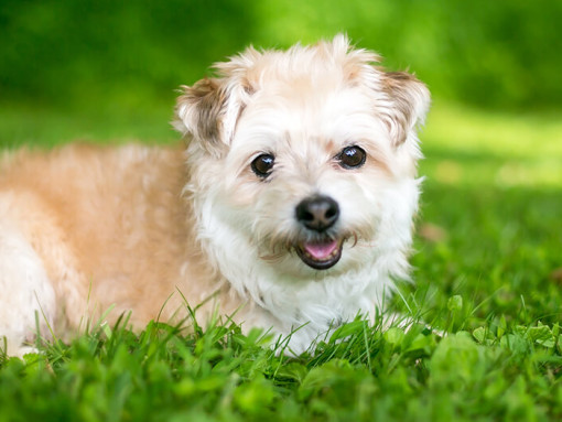 Pomapoo relaxing in the grass