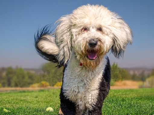 Sheepadoodle running in field