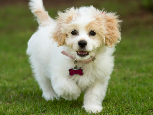 Cavachon