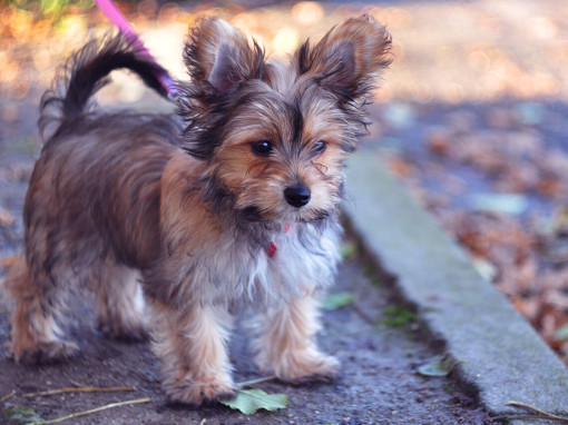 Chorkie