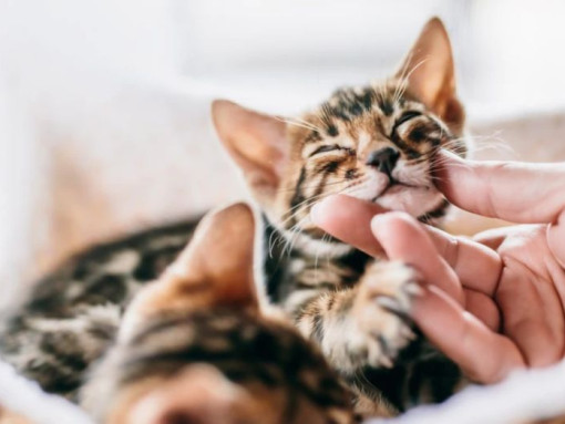 Почему котики мурлыкают