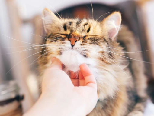 Зачем кошке усы