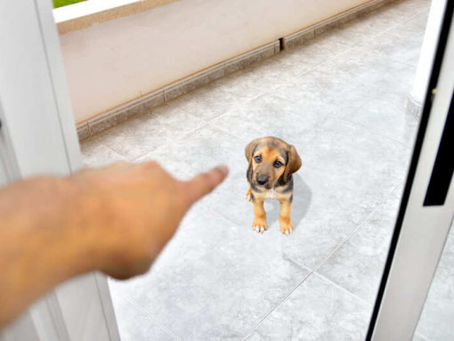 Щенка наказали