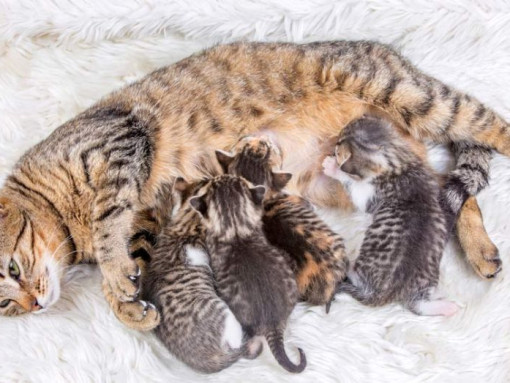Как котятся кошки