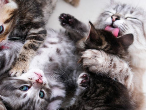 Сколько котят может родиться у кошки