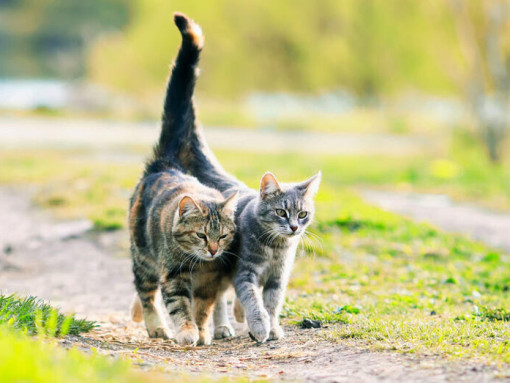 Кот или кошка
