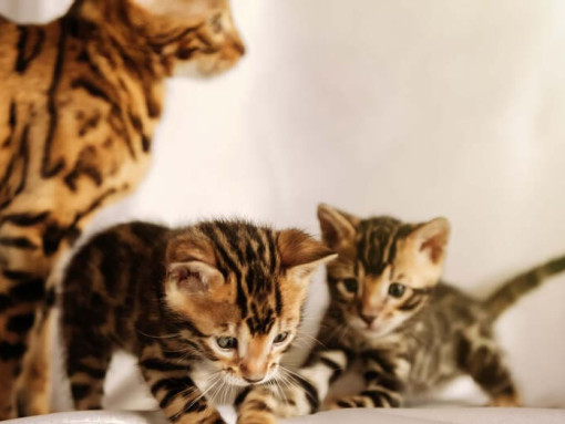 Бенгальская кошка фото