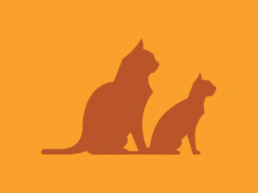 Где взять котенка