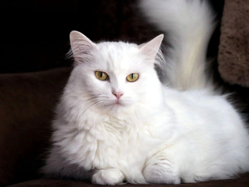 Ангорская кошка