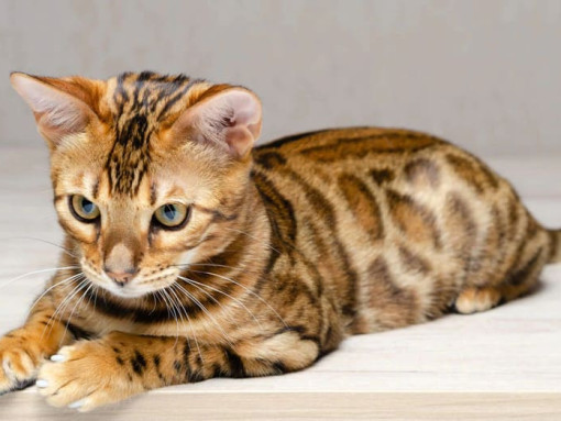 Бенгальская кошка