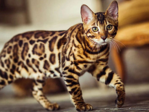 Бенгальская кошка