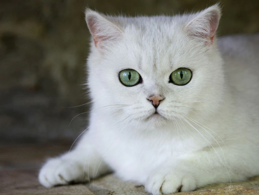 Британская кошка
