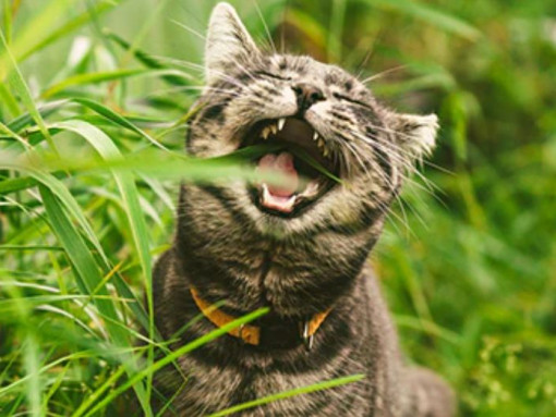 Что нельзя кушать кошкам