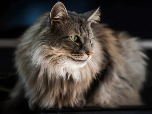 Норвежская лесная кошка