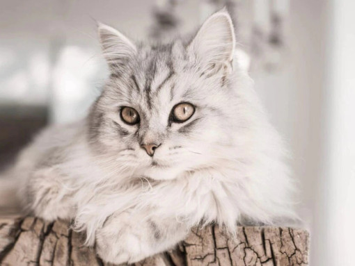 Норвежская лесная кошка