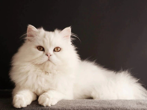 Персидская кошка