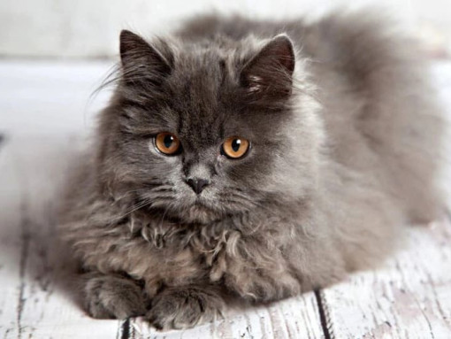 Персидская кошка