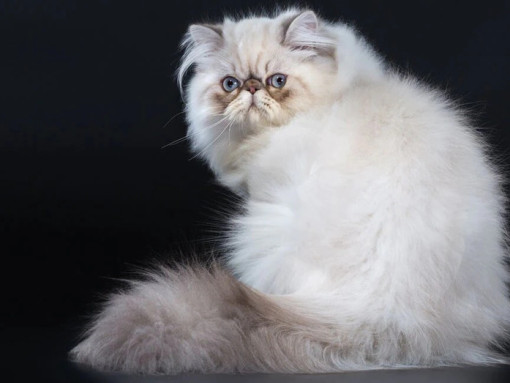 Персидская кошка