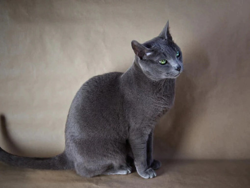Русская голубая кошка