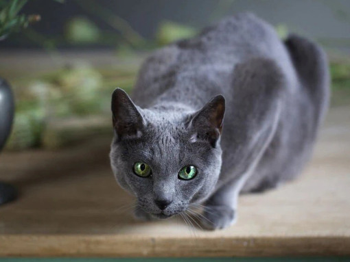 Русская голубая кошка