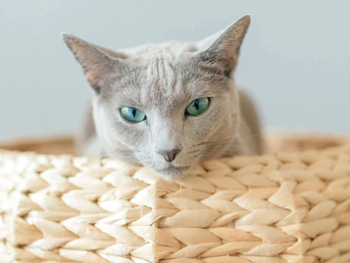 Русская голубая кошка